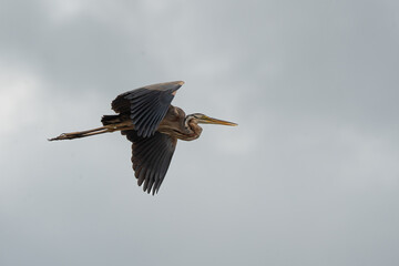 Purple Heron in Flight Blue Sky (Ardea cinerea)