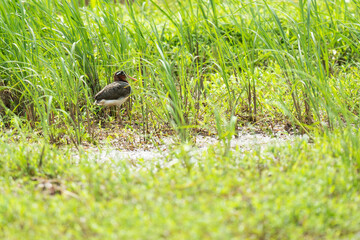 greater painted-snipe,Rostratula benghalensis,Females are more colorful than males.