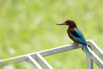 White-throated Kingfisher close up shot (Animal Portrait)