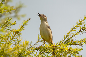 Plain Prinia live in the park