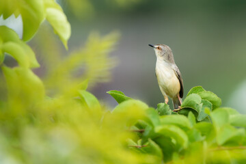 Obraz premium Plain Prinia live in the park