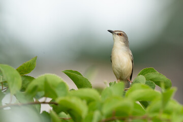 Plain Prinia live in the park