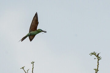  Blue-cheeked bee-eaters itting on tree