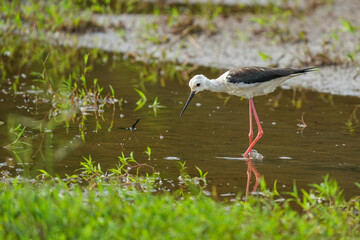 Bird, Black-winged Stilt (Himantopus himantopus) walking in nature 