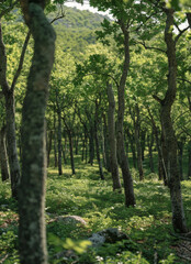 uma floresta de arvores frondosas created with Generative AI technology