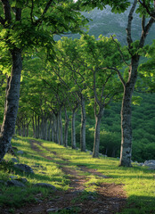 Fototapeta premium uma floresta de arvores frondosas created with Generative AI technology