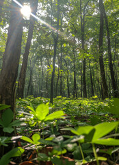 uma floresta de arvores frondosas created with Generative AI technology