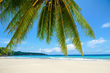Fototapeta premium Palm Tree on Sandy Tropical Island Beach with Blue Sky and Ocean Waves