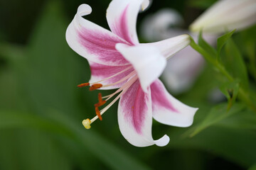 シルクのように白く滑らかな質感の花びらが印象的なテッポウユリの花
