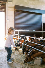 Little girl feeds hay to brown goats leaning out from behind the fence of the pen