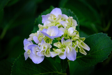 雨がよく似合う紫陽花の花。しっとり色鮮やかな蒸し暑い日々を癒す
