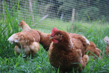 Hy-Line Brown Layer Hens in Pasture