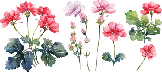 Pelargonium flower clipart vector for graphic resources	