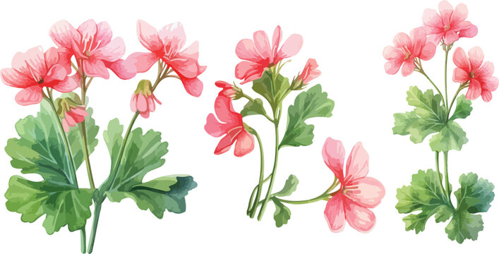 Pelargonium flower clipart vector for graphic resources	