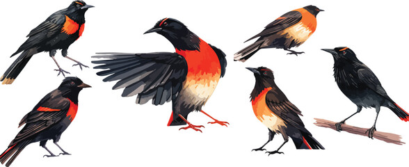 Red winged blackbird clipart vector for graphic resources	
