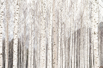 Obraz premium The forest of birch trees in winter