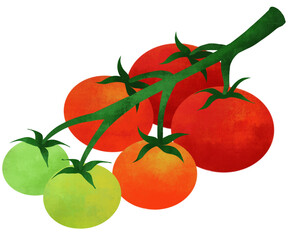 Tomato 