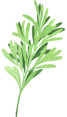 Obraz premium Rosemary