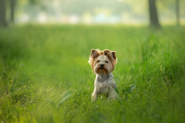 A Yorkshire Terrier dog stands attentively in a vibrant green field, its coat neatly groomed and...