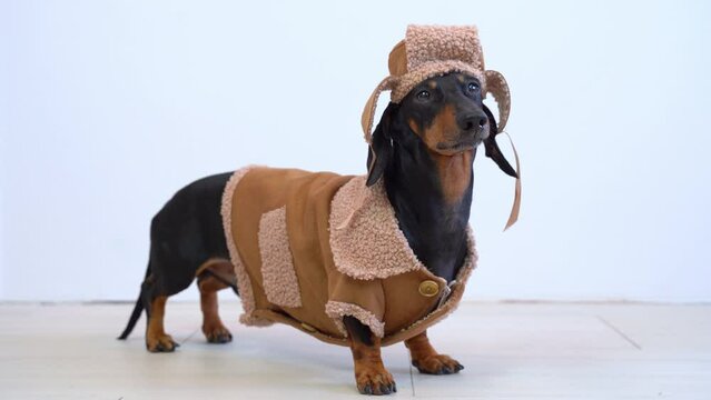 Dachshund dog in fur coat and hat with earflaps advertises winter collection of warm clothes for store petshop, posing at photo shoot Pet looks attentively at owner, waiting to go for walk in the cold