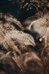 Close-up view of several feathery plumes