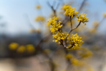 Close-up of a branch with vibrant yellow flowers