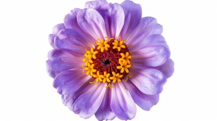 Fototapeta premium Zinnia violacea Cav flower seen from above on a white background with clipping path