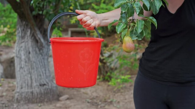 Harvesting pears on farmer ecological plantation, natural manual methodA woman in black clothes holds in her hands red plastic bucket into which ripe natural fruits fall from tree in a village garden.