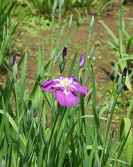 明治神宮御苑の菖蒲田に咲くハナショウブ