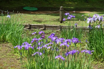 明治神宮御苑の菖蒲田に咲くハナショウブ