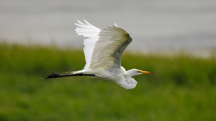 A great egret in flight with water dripping from its feet.