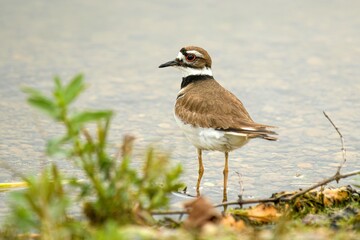 A killdeer on a shore with a lake in the background.