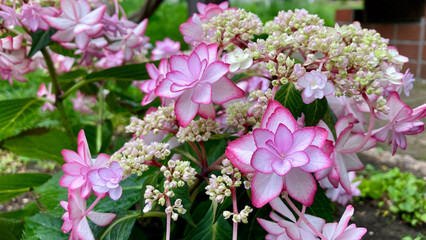 Delicate pink hydrangea petals with intricate deep pink edges