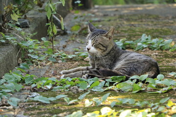 しゃがんでいてヨダレをたらしているキジトラネコ