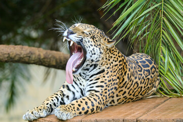 South American jaguar (Panthera onca). Tropical feline