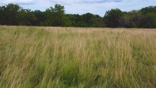 A drone flight over a grass field in the forest on a windy day.