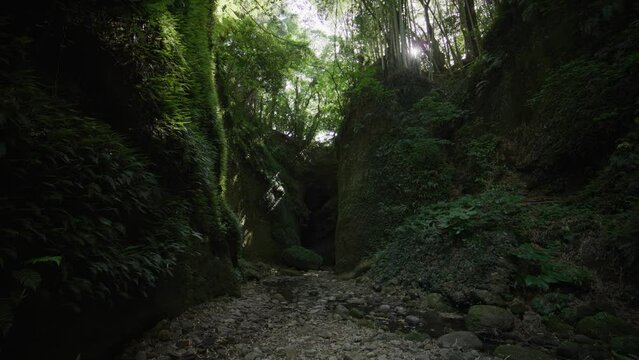 伊尾木洞の自然 | 高知