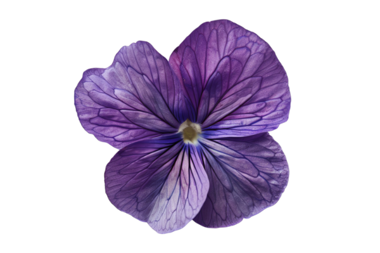 Close-up of a single purple flower with delicate veins, isolated on a transparent background.