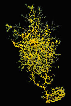 Plasmodial slime molds on black background.