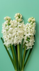 A close-up of white hyacinth flowers arranged on a mint green background