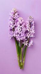 A close-up shot of a bouquet of purple hyacinths against a lavender background