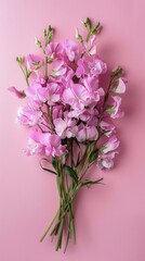 A bouquet of pink sweet pea flowers, with green stems, on a pink background