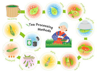 茶葉から日本茶ができるまで