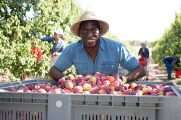 Portrait of happy african american man next to large box full of ripe plums