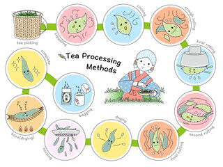 茶葉から日本茶ができるまで