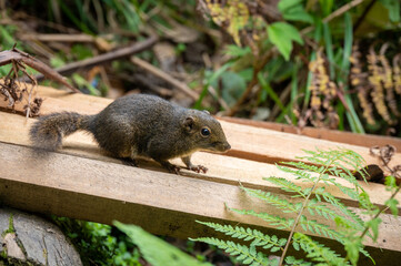 The Bornean mountain ground squirrel in Kinabalu Park, Malaysia. This squirrel frequently forages around dustbins along the Kinabalu summit trail.