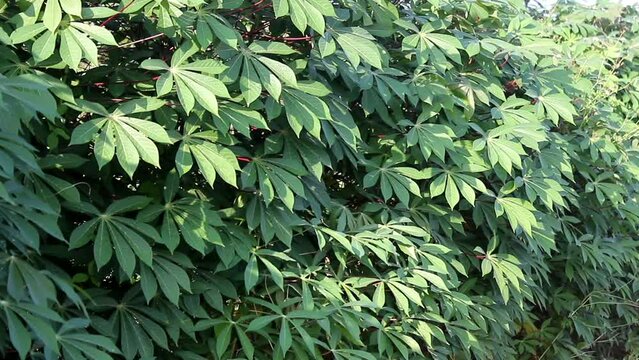 Cassava Leaves. Green Cassava Leaves. Cassava Leaves Background. Cassava Leaves Plant or Daun Singkong.