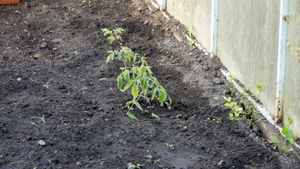A small plant is growing in a dirt patch