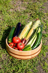 色とりどりの野菜　野菜集合