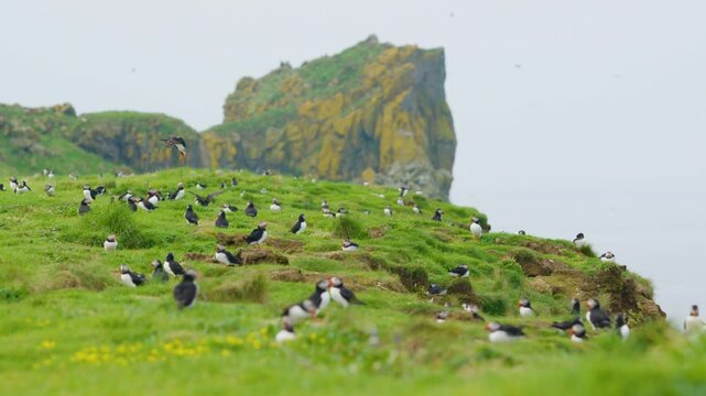 View of Atlantic Puffins perched on green cliff on Lunga Island, Scotland